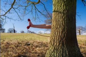 Leeds Tree Surgeon